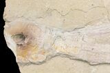 Cretaceous Octopus (Palaeoctopus) With Pos/Neg - Lebanon #145230-10